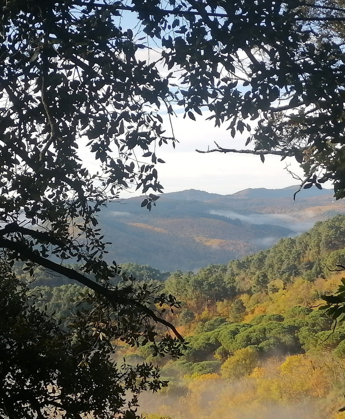 Shinrin-yoku (bain de forêt) ou sylvothérapie