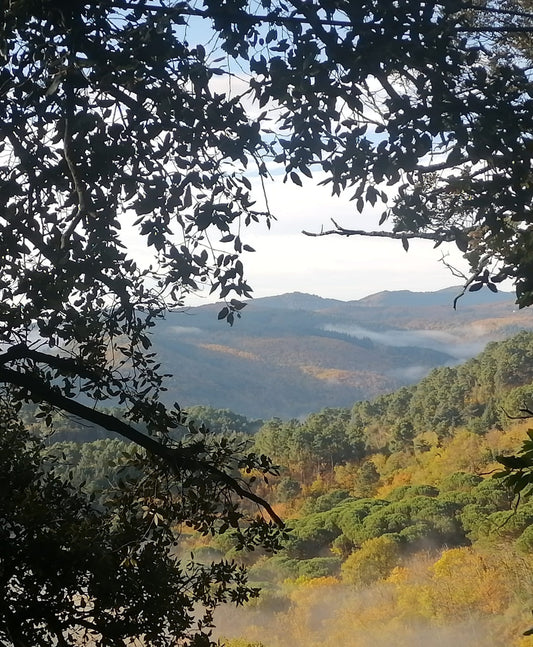 Shinrin-yoku (bain de forêt) ou sylvothérapie