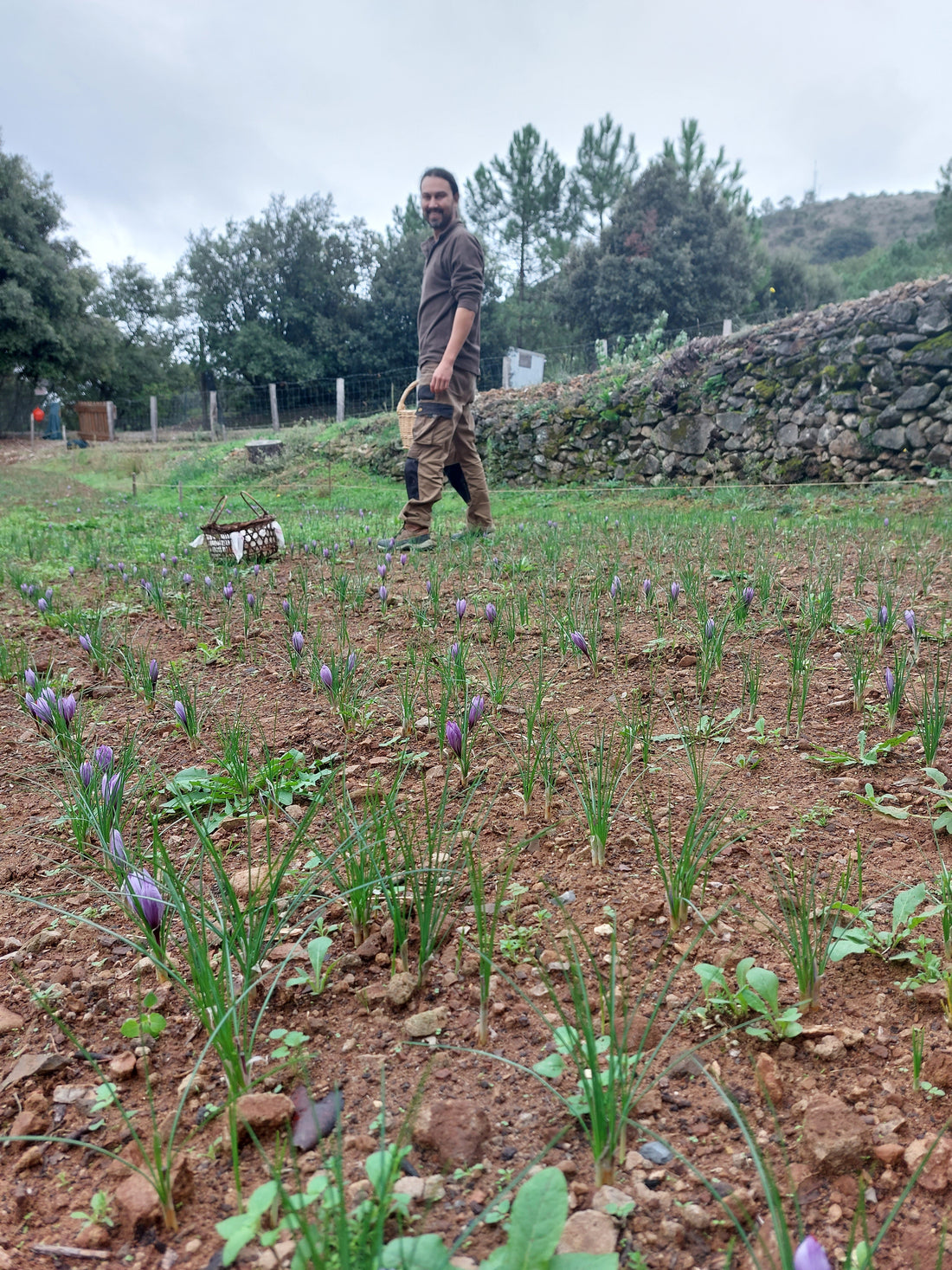 Raphaël, producteur de safran bio et artisanal à Anduze
