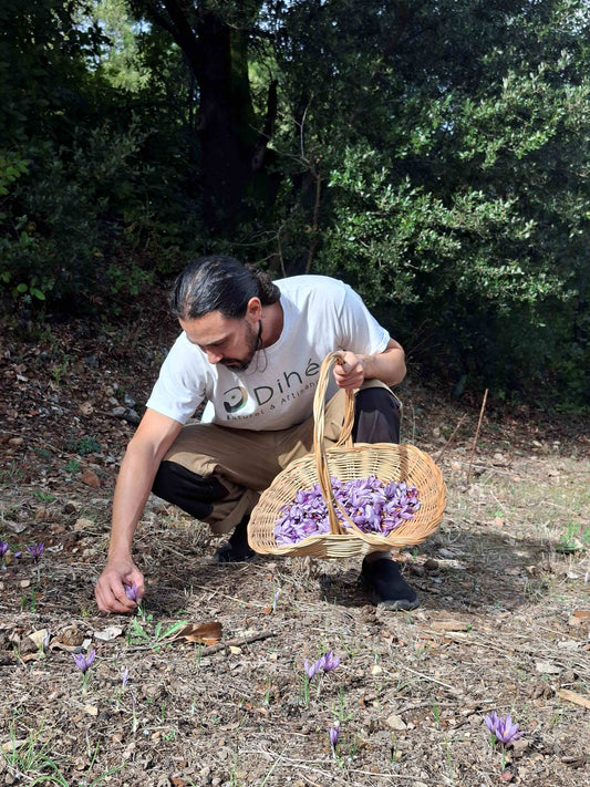 Safran bio français cultivé artisanalement dans les Cévennes