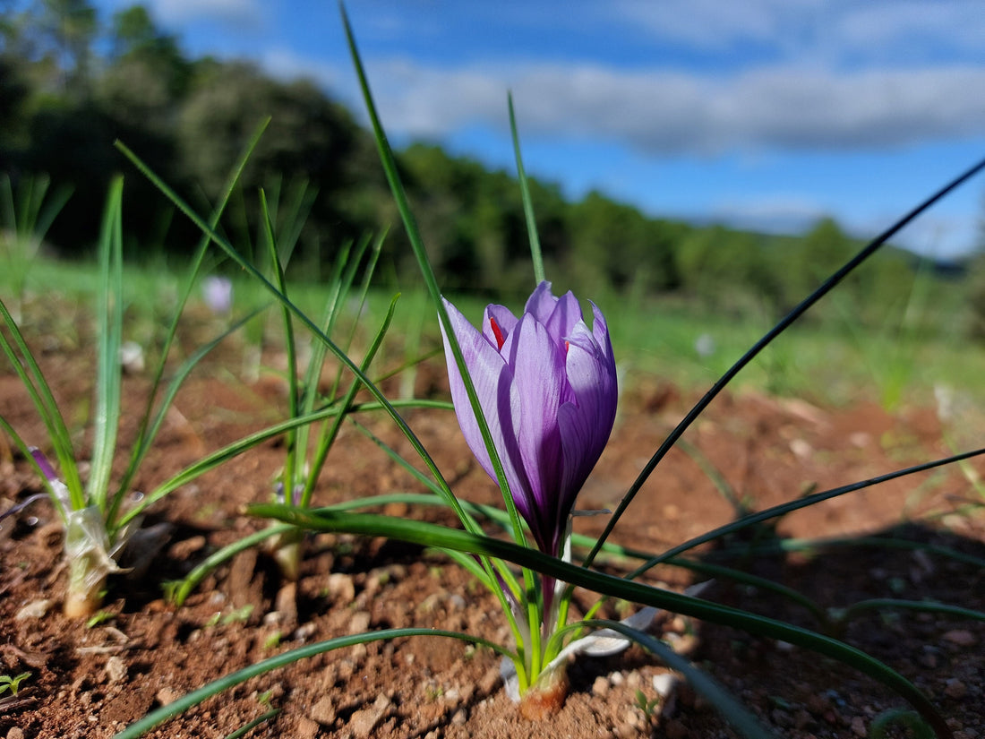 Culture du safran bio dans la safranière de Safran d'Anduze dans les Cévennes